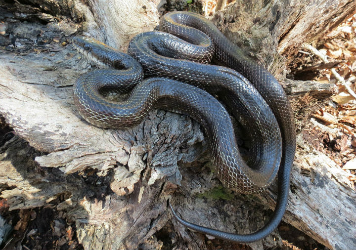 Rat Snake